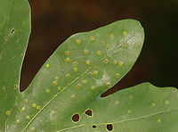 Neuroterus tantulus Galls This photo shows the upperside of the leaf (thus underside of the galls). The galls were on the underside of the leaves.<br />
<br />
Host: Quercus alba leaves<br />
https://www.jungledragon.com/image/129153/unidentified_galls_on_oak_quercus_sp.html<br />
https://www.jungledragon.com/image/129158/unidentified_galls_on_oak_quercus_sp.html<br />
https://www.jungledragon.com/image/129157/unidentified_galls_on_oak_quercus_sp.html<br />
https://www.jungledragon.com/image/129156/unidentified_galls_on_oak_quercus_sp.html<br />
https://www.jungledragon.com/image/129155/unidentified_galls_on_oak_quercus_sp.html<br />
https://www.jungledragon.com/image/129154/unidentified_galls_on_oak_quercus_sp.html Geotagged,Neuroterus tantulus,Spring,United States