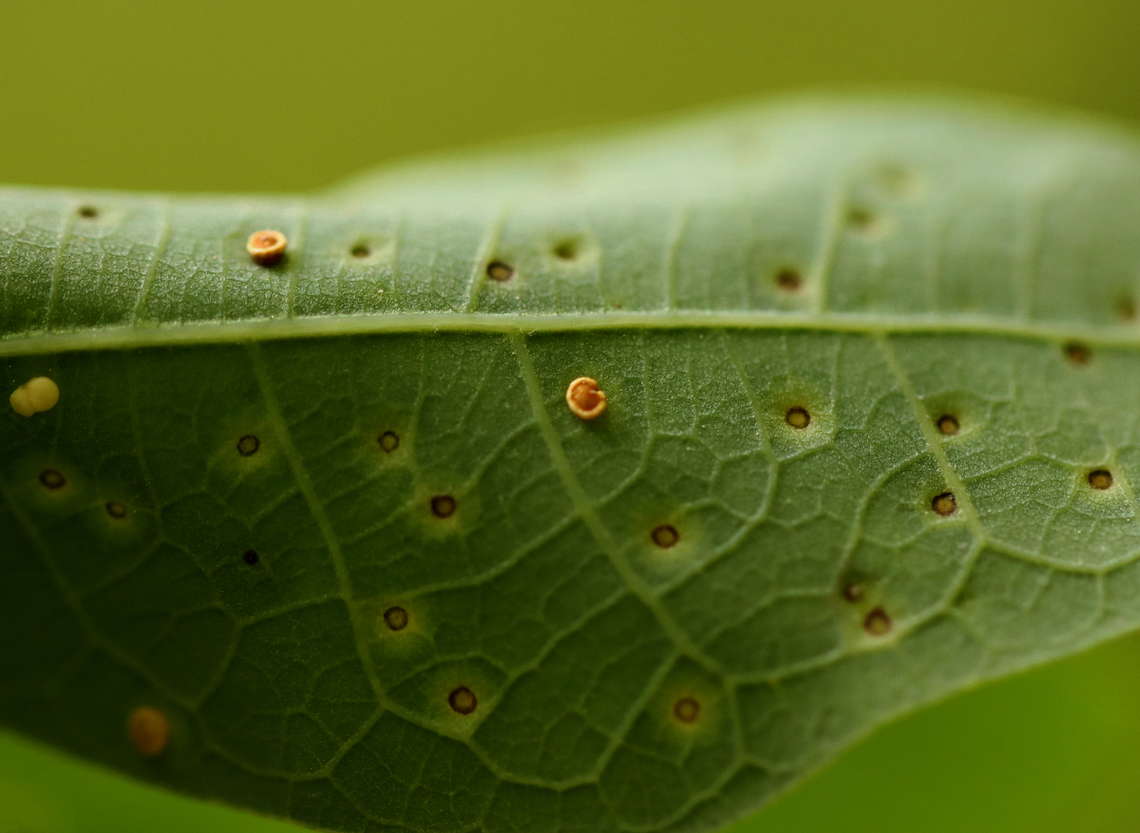 Neuroterus tantulus Galls The galls were on the underside of the leaves.<br />
<br />
Host: Quercus alba leaves<br />
<figure class="photo"><a href="https://www.jungledragon.com/image/129153/neuroterus_tantulus_galls.html" title="Neuroterus tantulus Galls"><img src="https://s3.amazonaws.com/media.jungledragon.com/images/3232/129153_thumb.jpg?AWSAccessKeyId=05GMT0V3GWVNE7GGM1R2&Expires=1759968010&Signature=5F9%2BkIMkXfyaFcIEmkq5G2ugKfY%3D" width="200" height="166" alt="Neuroterus tantulus Galls The galls were on the underside of the leaves.<br />
<br />
Host: Quercus alba leaves<br />
https://www.jungledragon.com/image/129153/unidentified_galls_on_oak_quercus_sp.html<br />
https://www.jungledragon.com/image/129158/unidentified_galls_on_oak_quercus_sp.html<br />
https://www.jungledragon.com/image/129157/unidentified_galls_on_oak_quercus_sp.html<br />
https://www.jungledragon.com/image/129156/unidentified_galls_on_oak_quercus_sp.html<br />
https://www.jungledragon.com/image/129155/unidentified_galls_on_oak_quercus_sp.html<br />
https://www.jungledragon.com/image/129154/unidentified_galls_on_oak_quercus_sp.html Geotagged,Neuroterus tantulus,Spring,United States" /></a></figure><br />
<figure class="photo"><a href="https://www.jungledragon.com/image/129158/neuroterus_tantulus_galls.html" title="Neuroterus tantulus Galls"><img src="https://s3.amazonaws.com/media.jungledragon.com/images/3232/129158_thumb.jpg?AWSAccessKeyId=05GMT0V3GWVNE7GGM1R2&Expires=1759968010&Signature=rjLZvkDNY4MSIYoEM%2B%2F0jGqjKjo%3D" width="200" height="158" alt="Neuroterus tantulus Galls From this photo, I&#039;m guessing that the white-blobish gall is less mature than the yellowish one on the lower left and the brownish orange ones to the right. The galls were on the underside of the leaves.<br />
<br />
Host: Quercus alba leaves<br />
https://www.jungledragon.com/image/129153/unidentified_galls_on_oak_quercus_sp.html<br />
https://www.jungledragon.com/image/129158/unidentified_galls_on_oak_quercus_sp.html<br />
https://www.jungledragon.com/image/129157/unidentified_galls_on_oak_quercus_sp.html<br />
https://www.jungledragon.com/image/129156/unidentified_galls_on_oak_quercus_sp.html<br />
https://www.jungledragon.com/image/129155/unidentified_galls_on_oak_quercus_sp.html<br />
https://www.jungledragon.com/image/129154/unidentified_galls_on_oak_quercus_sp.html Geotagged,Neuroterus tantulus,Spring,United States" /></a></figure><br />
<figure class="photo"><a href="https://www.jungledragon.com/image/129157/neuroterus_tantulus_galls.html" title="Neuroterus tantulus Galls"><img src="https://s3.amazonaws.com/media.jungledragon.com/images/3232/129157_thumb.jpg?AWSAccessKeyId=05GMT0V3GWVNE7GGM1R2&Expires=1759968010&Signature=L%2BQpc6%2FQy0bcGtWTfNznL%2BY8gZQ%3D" width="200" height="148" alt="Neuroterus tantulus Galls The galls were on the underside of the leaves.<br />
<br />
Host: Quercus alba leaves<br />
https://www.jungledragon.com/image/129153/unidentified_galls_on_oak_quercus_sp.html<br />
https://www.jungledragon.com/image/129158/unidentified_galls_on_oak_quercus_sp.html<br />
https://www.jungledragon.com/image/129157/unidentified_galls_on_oak_quercus_sp.html<br />
https://www.jungledragon.com/image/129156/unidentified_galls_on_oak_quercus_sp.html<br />
https://www.jungledragon.com/image/129155/unidentified_galls_on_oak_quercus_sp.html<br />
https://www.jungledragon.com/image/129154/unidentified_galls_on_oak_quercus_sp.html Geotagged,Neuroterus tantulus,Spring,United States" /></a></figure><br />
<figure class="photo"><a href="https://www.jungledragon.com/image/129156/neuroterus_tantulus_galls.html" title="Neuroterus tantulus Galls"><img src="https://s3.amazonaws.com/media.jungledragon.com/images/3232/129156_thumb.jpg?AWSAccessKeyId=05GMT0V3GWVNE7GGM1R2&Expires=1759968010&Signature=dNotkhi4f09T8zTiyNlV3OFlOYA%3D" width="200" height="148" alt="Neuroterus tantulus Galls This photo shows the upperside of the leaf (thus underside of the galls). The galls were on the underside of the leaves.<br />
<br />
Host: Quercus alba leaves<br />
https://www.jungledragon.com/image/129153/unidentified_galls_on_oak_quercus_sp.html<br />
https://www.jungledragon.com/image/129158/unidentified_galls_on_oak_quercus_sp.html<br />
https://www.jungledragon.com/image/129157/unidentified_galls_on_oak_quercus_sp.html<br />
https://www.jungledragon.com/image/129156/unidentified_galls_on_oak_quercus_sp.html<br />
https://www.jungledragon.com/image/129155/unidentified_galls_on_oak_quercus_sp.html<br />
https://www.jungledragon.com/image/129154/unidentified_galls_on_oak_quercus_sp.html Geotagged,Neuroterus tantulus,Spring,United States" /></a></figure><br />
<figure class="photo"><a href="https://www.jungledragon.com/image/129155/neuroterus_tantulus_galls.html" title="Neuroterus tantulus Galls"><img src="https://s3.amazonaws.com/media.jungledragon.com/images/3232/129155_thumb.jpg?AWSAccessKeyId=05GMT0V3GWVNE7GGM1R2&Expires=1759968010&Signature=W05SXrZIbcnXPpta%2FbzGlmB624E%3D" width="200" height="146" alt="Neuroterus tantulus Galls This photo shows the upperside of the leaf (thus underside of the galls). The galls were on the underside of the leaves.<br />
<br />
Host: Quercus alba leaves<br />
https://www.jungledragon.com/image/129153/unidentified_galls_on_oak_quercus_sp.html<br />
https://www.jungledragon.com/image/129158/unidentified_galls_on_oak_quercus_sp.html<br />
https://www.jungledragon.com/image/129157/unidentified_galls_on_oak_quercus_sp.html<br />
https://www.jungledragon.com/image/129156/unidentified_galls_on_oak_quercus_sp.html<br />
https://www.jungledragon.com/image/129155/unidentified_galls_on_oak_quercus_sp.html<br />
https://www.jungledragon.com/image/129154/unidentified_galls_on_oak_quercus_sp.html Geotagged,Neuroterus tantulus,Spring,United States" /></a></figure><br />
<figure class="photo"><a href="https://www.jungledragon.com/image/129154/neuroterus_tantulus_galls.html" title="Neuroterus tantulus Galls"><img src="https://s3.amazonaws.com/media.jungledragon.com/images/3232/129154_thumb.jpg?AWSAccessKeyId=05GMT0V3GWVNE7GGM1R2&Expires=1759968010&Signature=Y9lJ9Bzg8cC35%2BGJ7j1eCYo0mwM%3D" width="200" height="150" alt="Neuroterus tantulus Galls The galls were on the underside of the leaves. <br />
<br />
Host: Quercus alba leaves<br />
https://www.jungledragon.com/image/129153/unidentified_galls_on_oak_quercus_sp.html<br />
https://www.jungledragon.com/image/129158/unidentified_galls_on_oak_quercus_sp.html<br />
https://www.jungledragon.com/image/129157/unidentified_galls_on_oak_quercus_sp.html<br />
https://www.jungledragon.com/image/129156/unidentified_galls_on_oak_quercus_sp.html<br />
https://www.jungledragon.com/image/129155/unidentified_galls_on_oak_quercus_sp.html<br />
https://www.jungledragon.com/image/129154/unidentified_galls_on_oak_quercus_sp.html Geotagged,Neuroterus tantulus,Quercus,Spring,United States,galls,oak" /></a></figure> Geotagged,Neuroterus tantulus,Spring,United States