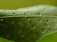 Neuroterus tantulus Galls The galls were on the underside of the leaves.<br />
<br />
Host: Quercus alba leaves<br />
https://www.jungledragon.com/image/129153/unidentified_galls_on_oak_quercus_sp.html<br />
https://www.jungledragon.com/image/129158/unidentified_galls_on_oak_quercus_sp.html<br />
https://www.jungledragon.com/image/129157/unidentified_galls_on_oak_quercus_sp.html<br />
https://www.jungledragon.com/image/129156/unidentified_galls_on_oak_quercus_sp.html<br />
https://www.jungledragon.com/image/129155/unidentified_galls_on_oak_quercus_sp.html<br />
https://www.jungledragon.com/image/129154/unidentified_galls_on_oak_quercus_sp.html Geotagged,Neuroterus tantulus,Spring,United States