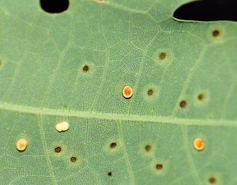 Neuroterus tantulus Galls From this photo, I'm guessing that the white-blobish gall is less mature than the yellowish one on the lower left and the brownish orange ones to the right. The galls were on the underside of the leaves.

Host: Quercus alba leaves
https://www.jungledragon.com/image/129153/unidentified_galls_on_oak_quercus_sp.html
https://www.jungledragon.com/image/129158/unidentified_galls_on_oak_quercus_sp.html
https://www.jungledragon.com/image/129157/unidentified_galls_on_oak_quercus_sp.html
https://www.jungledragon.com/image/129156/unidentified_galls_on_oak_quercus_sp.html
https://www.jungledragon.com/image/129155/unidentified_galls_on_oak_quercus_sp.html
https://www.jungledragon.com/image/129154/unidentified_galls_on_oak_quercus_sp.html Geotagged,Neuroterus tantulus,Spring,United States