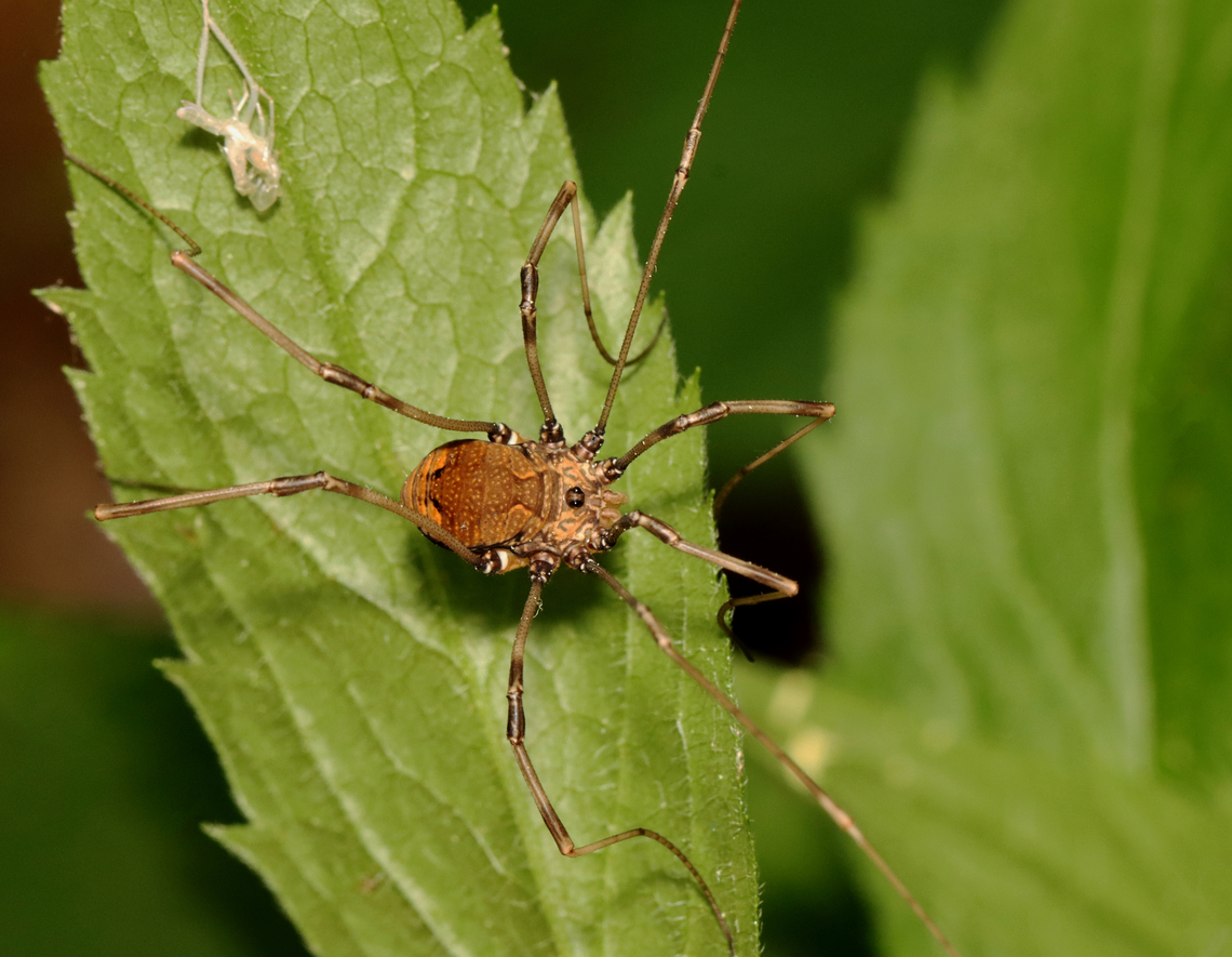 Hadrobunus maculosus *Tentative ID; there are some similar species in this genus.<br />
<br />
Habitat: Deciduous forest Geotagged,Hadrobunus,Hadrobunus maculosus,Spring,United States,harvestman