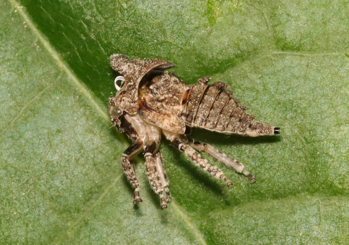Treehopper Nymph Exuvia - Family Membracidae I found this exuvia hanging from a leaf and stuck to some silk. At first, I thought it must have been a predator's victim. But, upon closer inspection, you can see that it actually emerged from its exuvia. The white coils are tracheal linings, which come out while molting.<br />
<br />
Habitat: Deciduous forest<br />
<figure class="photo"><a href="https://www.jungledragon.com/image/129180/treehopper_nymph_exuvia_-_family_membracidae.html" title="Treehopper Nymph Exuvia - Family Membracidae"><img src="https://s3.amazonaws.com/media.jungledragon.com/images/3232/129180_thumb.jpg?AWSAccessKeyId=05GMT0V3GWVNE7GGM1R2&Expires=1759968010&Signature=I69twrL5r3pjy4DoxAbEIHjHvnQ%3D" width="200" height="162" alt="Treehopper Nymph Exuvia - Family Membracidae I found this exuvia hanging from a leaf and stuck to some silk. At first, I thought it must have been a predator's victim. But, upon closer inspection, you can see that it actually emerged from its exuvia. The white coils are tracheal linings, which come out while molting.<br />
<br />
Habitat: Deciduous forest<br />
https://www.jungledragon.com/image/129179/treehopper_nymph_exuvia_-_family_membracidae.html Geotagged,Spring,United States,exuvia,membracidae,nymph,treehopper" /></a></figure> Geotagged,Spring,United States
