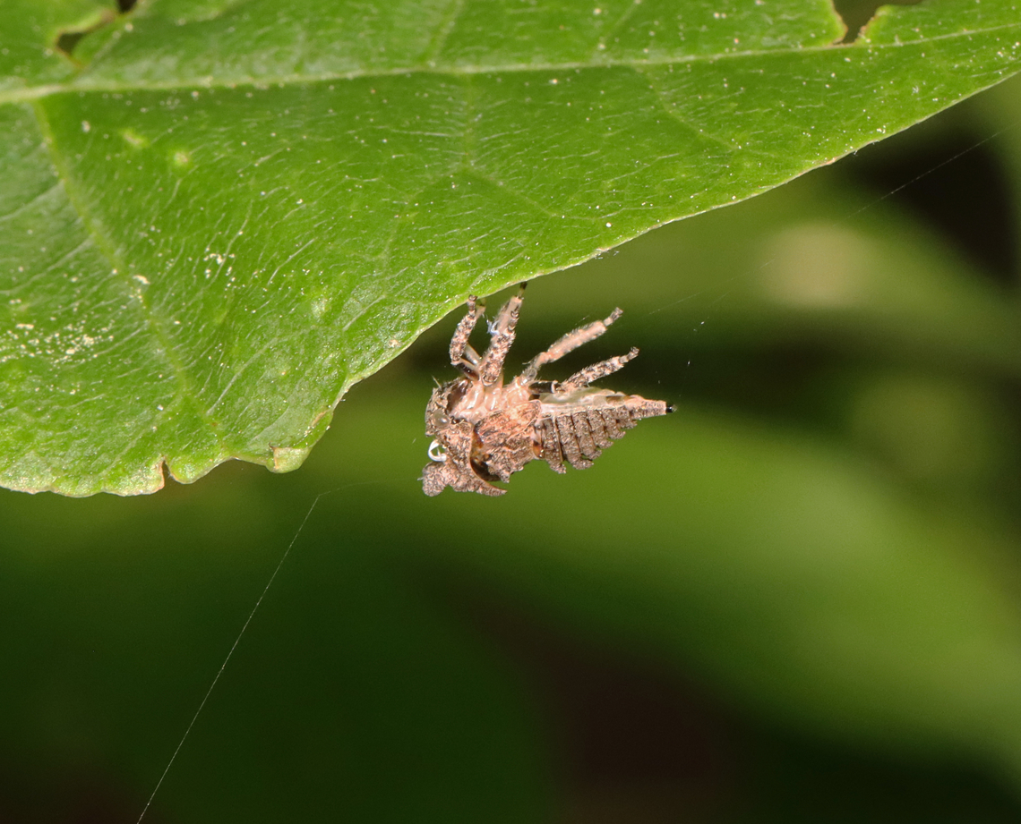 Treehopper Nymph Exuvia - Family Membracidae I found this exuvia hanging from a leaf and stuck to some silk. At first, I thought it must have been a predator's victim. But, upon closer inspection, you can see that it actually emerged from its exuvia. The white coils are tracheal linings, which come out while molting.<br />
<br />
Habitat: Deciduous forest<br />
<figure class="photo"><a href="https://www.jungledragon.com/image/129179/treehopper_nymph_exuvia_-_family_membracidae.html" title="Treehopper Nymph Exuvia - Family Membracidae"><img src="https://s3.amazonaws.com/media.jungledragon.com/images/3232/129179_thumb.jpg?AWSAccessKeyId=05GMT0V3GWVNE7GGM1R2&Expires=1769040010&Signature=emHU7Uxx4EiHVZJ0BN2Bk8p8gcY%3D" width="200" height="142" alt="Treehopper Nymph Exuvia - Family Membracidae I found this exuvia hanging from a leaf and stuck to some silk. At first, I thought it must have been a predator's victim. But, upon closer inspection, you can see that it actually emerged from its exuvia. The white coils are tracheal linings, which come out while molting.<br />
<br />
Habitat: Deciduous forest<br />
https://www.jungledragon.com/image/129180/treehopper_nymph_exuvia_-_family_membracidae.html Geotagged,Spring,United States" /></a></figure> Geotagged,Spring,United States,exuvia,membracidae,nymph,treehopper