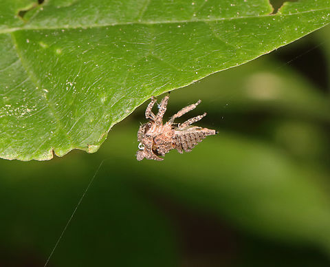 Treehopper Nymph Exuvia - Family Membracidae I found this exuvia hanging from a leaf and stuck to some silk. At first, I thought it must have been a predator's victim. But, upon closer inspection, you can see that it actually emerged from its exuvia. The white coils are tracheal linings, which come out while molting.

Habitat: Deciduous forest
https://www.jungledragon.com/image/129179/treehopper_nymph_exuvia_-_family_membracidae.html Geotagged,Spring,United States,exuvia,membracidae,nymph,treehopper