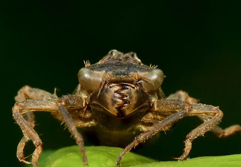 Dragonfly Exuvia - Cordulegaster sp. There were lots of dragonfly exuviae on the vegetation around this pond.

Habitat: Small woodland pond
https://www.jungledragon.com/image/129199/dragonfly_exuvia.html Cordulegaster,Geotagged,Spring,United States,dragonfly,dragonfly exuvia,exuvia,nymph,odonata