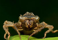 Dragonfly Exuvia - Cordulegaster sp. There were lots of dragonfly exuviae on the vegetation around this pond.<br />
<br />
Habitat: Small woodland pond<br />
https://www.jungledragon.com/image/129199/dragonfly_exuvia.html Cordulegaster,Geotagged,Spring,United States,dragonfly,dragonfly exuvia,exuvia,nymph,odonata
