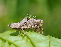 Common Whitetail - Plathemis lydia This dragonfly was resting on what I assume was its exuvia.<br />
<br />
Habitat: Pondside<br />
https://www.jungledragon.com/image/129200/common_whitetail_-_plathemis_lydia.html Geotagged,Spring,United States