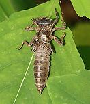 Dragonfly Exuvia - Cordulegaster sp. There were lots of dragonfly exuviae on the vegetation around this pond.<br />
<br />
Habitat: Small woodland pond<br />
https://www.jungledragon.com/image/129197/dragonfly_exuvia.html Geotagged,Spring,United States