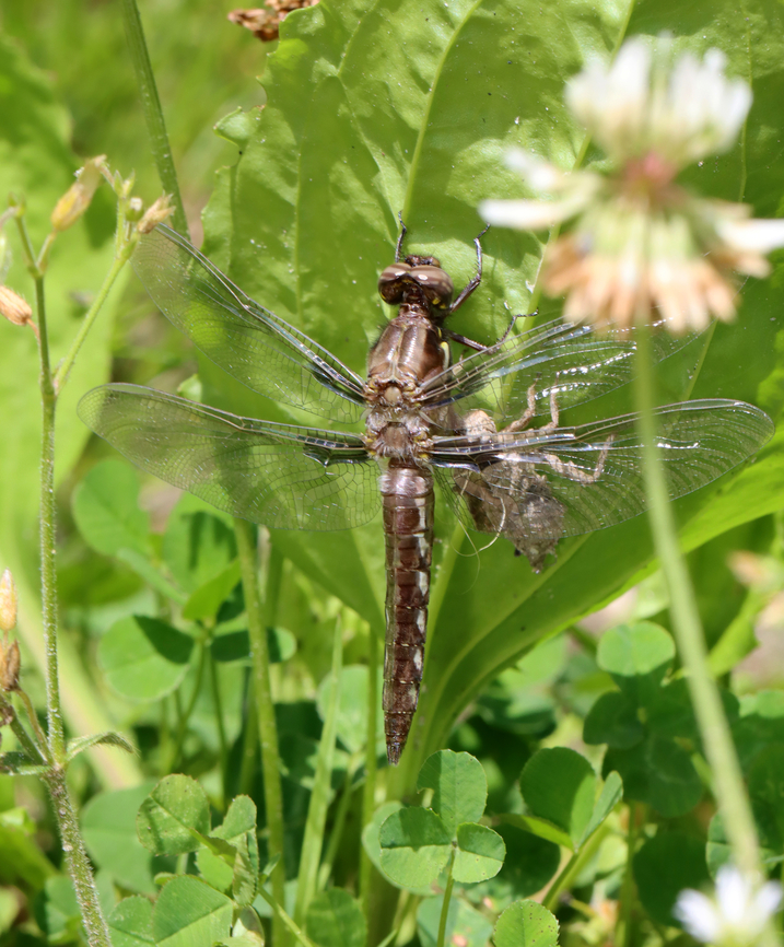 Common Whitetail - Plathemis lydia This dragonfly was resting on what I assume was its exuvia. It got scared off before I could get a better shot.<br />
<br />
Habitat: Pondside<br />
<figure class="photo"><a href="https://www.jungledragon.com/image/129198/common_whitetail_-_plathemis_lydia.html" title="Common Whitetail - Plathemis lydia"><img src="https://s3.amazonaws.com/media.jungledragon.com/images/3232/129198_thumb.jpg?AWSAccessKeyId=05GMT0V3GWVNE7GGM1R2&Expires=1759968010&Signature=5maySoVcprzjnjD05g1Q5910BaU%3D" width="200" height="156" alt="Common Whitetail - Plathemis lydia This dragonfly was resting on what I assume was its exuvia.<br />
<br />
Habitat: Pondside<br />
https://www.jungledragon.com/image/129200/common_whitetail_-_plathemis_lydia.html Geotagged,Spring,United States" /></a></figure> Common Whitetail,Geotagged,Plathemis,Plathemis lydia,Spring,United States,dragonfly,exuvia,odonata,whitetail