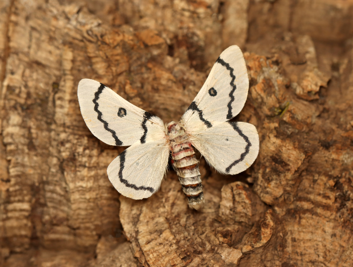 Neumoegen's Buckmoth - Hemileuca neumogeni Badly worn, but still pretty cool.<br />
<br />
When fresh: <a href="https://bugguide.net/node/view/1428813" rel="nofollow">https://bugguide.net/node/view/1428813</a><br />
<br />
*Pinned specimen<br />
<figure class="photo"><a href="https://www.jungledragon.com/image/129219/neumoegens_buckmoth_-_hemileuca_neumogeni.html" title="Neumoegen&#039;s Buckmoth - Hemileuca neumogeni"><img src="https://s3.amazonaws.com/media.jungledragon.com/images/3232/129219_thumb.jpg?AWSAccessKeyId=05GMT0V3GWVNE7GGM1R2&Expires=1759968010&Signature=KUOW2FxyT4TkrfIp2ivC%2BJTl8XU%3D" width="200" height="158" alt="Neumoegen&#039;s Buckmoth - Hemileuca neumogeni Badly worn, but still pretty cool.<br />
<br />
When fresh: https://bugguide.net/node/view/1428813<br />
<br />
*Pinned specimen<br />
https://www.jungledragon.com/image/129218/neumoegens_buckmoth_-_hemileuca_neumogeni.html Geotagged,Hemileuca neumoegeni,Hemileuca neumogeni,United States,Winter" /></a></figure> Geotagged,Hemileuca,Hemileuca neumoegeni,Hemileuca neumogeni,Neumoegen's buckmoth,Saturniidae,United States,Winter,moth