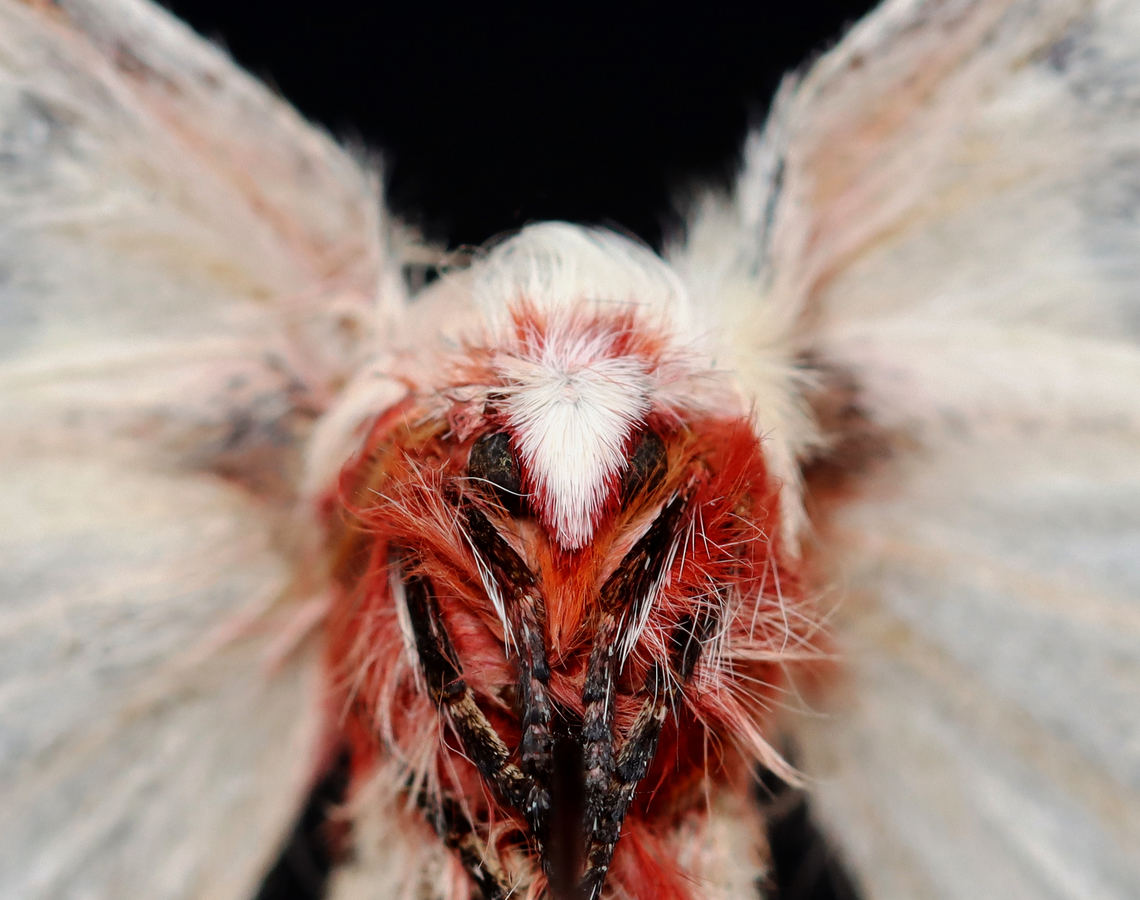 Neumoegen's Buckmoth - Hemileuca neumogeni Badly worn, but still pretty cool.<br />
<br />
When fresh: <a href="https://bugguide.net/node/view/1428813" rel="nofollow">https://bugguide.net/node/view/1428813</a><br />
<br />
*Pinned specimen<br />
<figure class="photo"><a href="https://www.jungledragon.com/image/129218/neumoegens_buckmoth_-_hemileuca_neumogeni.html" title="Neumoegen&#039;s Buckmoth - Hemileuca neumogeni"><img src="https://s3.amazonaws.com/media.jungledragon.com/images/3232/129218_thumb.jpg?AWSAccessKeyId=05GMT0V3GWVNE7GGM1R2&Expires=1767225610&Signature=ezMoyn8TFyJrjOcMUt1VUo%2BaKNw%3D" width="200" height="152" alt="Neumoegen&#039;s Buckmoth - Hemileuca neumogeni Badly worn, but still pretty cool.<br />
<br />
When fresh: https://bugguide.net/node/view/1428813<br />
<br />
*Pinned specimen<br />
https://www.jungledragon.com/image/129219/neumoegens_buckmoth_-_hemileuca_neumogeni.html Geotagged,Hemileuca,Hemileuca neumoegeni,Hemileuca neumogeni,Neumoegen&#039;s buckmoth,Saturniidae,United States,Winter,moth" /></a></figure> Geotagged,Hemileuca neumoegeni,Hemileuca neumogeni,United States,Winter