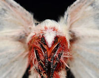 Neumoegen's Buckmoth - Hemileuca neumogeni Badly worn, but still pretty cool.<br />
<br />
When fresh: https://bugguide.net/node/view/1428813<br />
<br />
*Pinned specimen<br />
https://www.jungledragon.com/image/129218/neumoegens_buckmoth_-_hemileuca_neumogeni.html Geotagged,Hemileuca neumoegeni,Hemileuca neumogeni,United States,Winter