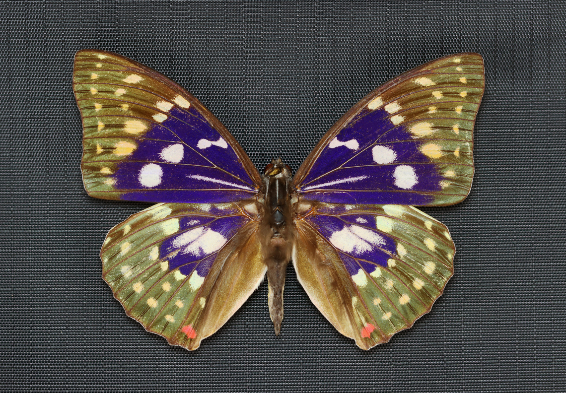 Great Purple Emperor - Sasakia charonda *Pinned specimen Geotagged,Great purple emperor,Sasakia,Sasakia charonda,United States,Winter,butterfly,nymphalidae