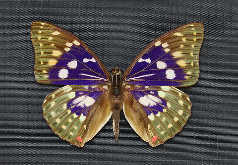 Great purple emperor