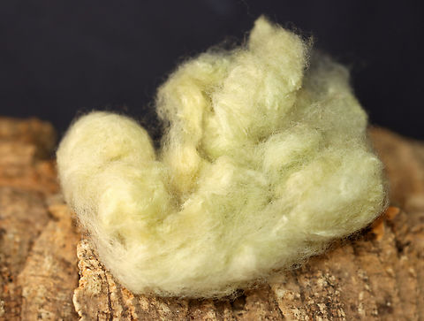 Arkansas Green Lint Cotton - Gossypium hirsutum This cotton is naturally green! It's so incredibly soft and has a nice, light green color. 

*Specimen Arkansas cotton,Arkansas green lint cotton,Geotagged,Gossypium,Gossypium hirsutum,United States,Upland cotton,Winter,cotton,green lint