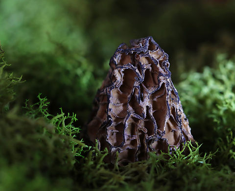Burn Morel - Morchella sextelata or Morchella septimelata Burn morels grow in lightly to moderately burned conifer forests in western North America. This specimen is either Morchella sextelata or Morchella septimelata, but they are physically indistinguishable.

*Specimen Geotagged,Morchella,United States,Winter,black morel,burn morel,fungus,morel,mushroom