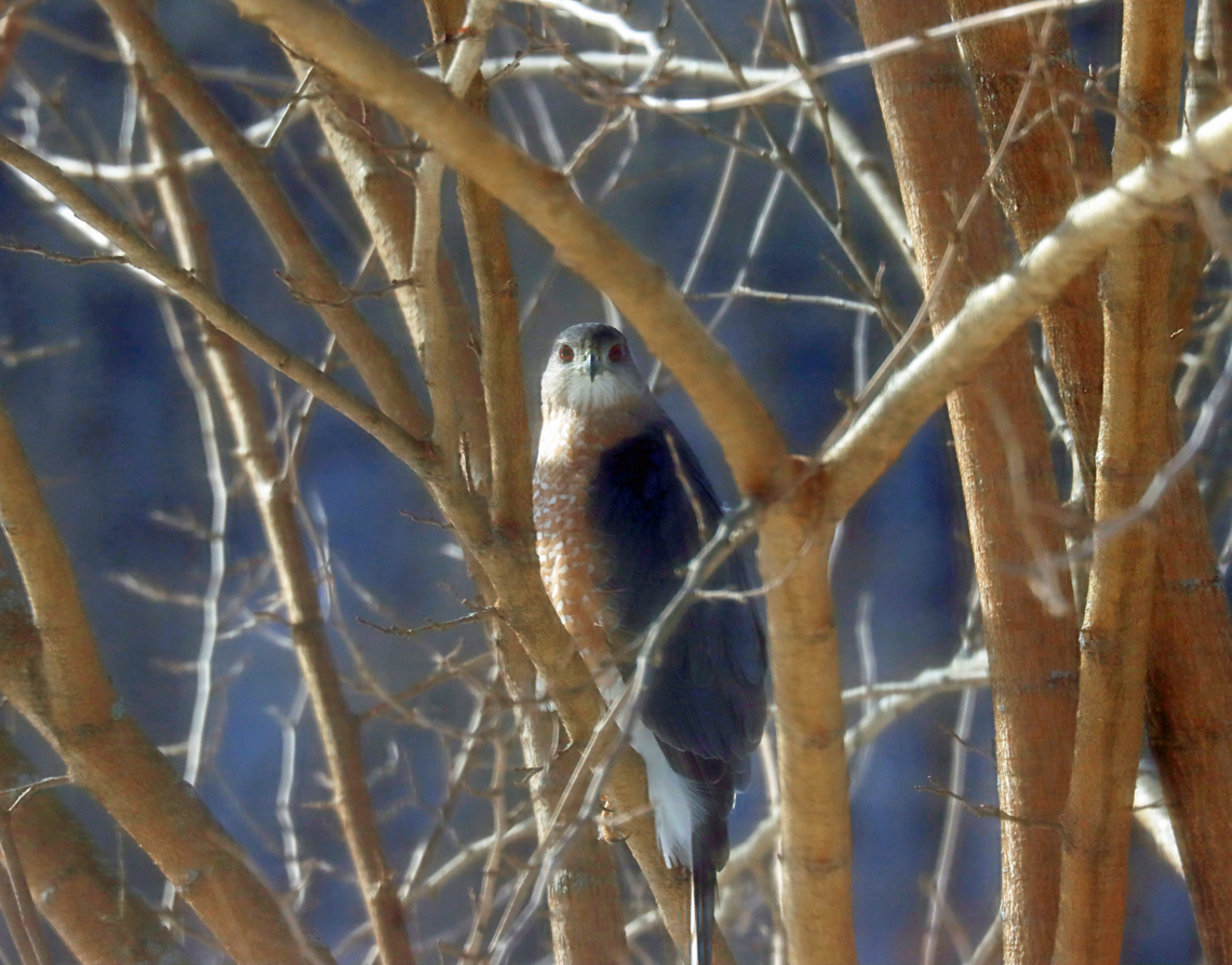 Cooper's Hawk - Accipiter cooperii There have been hawks preying on the birds in my yard for the past month. Here's one of them.<br />
<br />
*Photo taken through a glass door -- as soon as my shutter started clicking, the hawk looked at me for a moment and then flew off. It had excellent hearing. <br />
<br />
Habitat: Rural yard<br />
<br />
Accipiter,Accipiter cooperii,Coopers hawk,Geotagged,United States,Winter,hawk