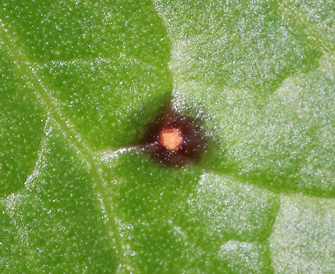 Ramularia rubella Host: Rumex sp. Geotagged,Ramularia,Ramularia rubella,Spring,United States,fungus,plant pathogen