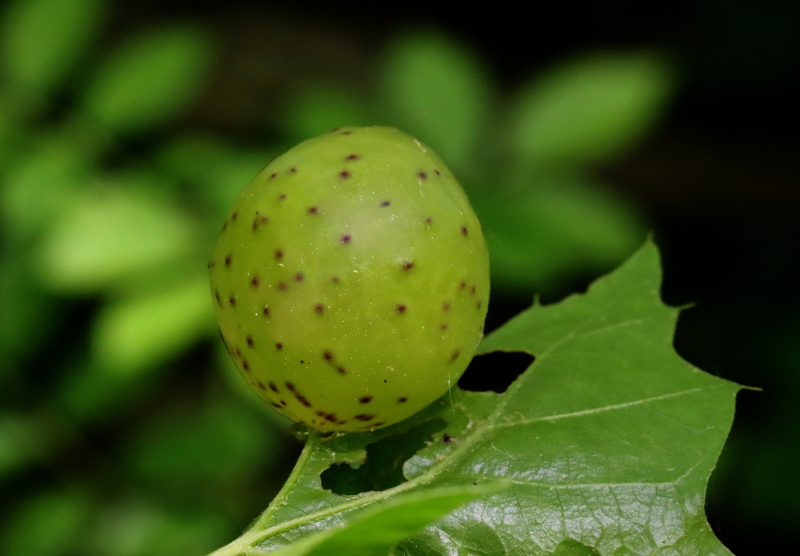 Larger Empty Oak Apple Wasp Gall - Amphibolips quercusinanis These galls are produced by cynipid wasps. This one was about 5 cm in diameter. The inside is mostly hollow except for some radiating fibers that support the larva, which is in the center.<br />
<br />
Host: Oak (Quercus)<br />
Amphibolips,Amphibolips quercusinanis,Geotagged,Spring,United States,gall,larger empty oak apple wasp,oak apple gall