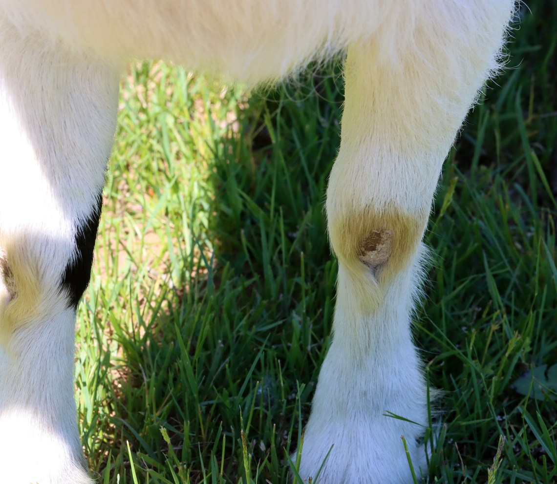 Goat Knees - Capra aegagrus hircus I love visiting the friendly goats at our neighborhood farm. They love having their heads scratched.<br />
<br />
Fun fact: goats have bald, callused knees. They are born with hairy knees, but the hair wears off with time from all the kneeling that goats do.<br />
<figure class="photo"><a href="https://www.jungledragon.com/image/129291/goat_-_capra_aegagrus_hircus.html" title="Goat - Capra aegagrus hircus"><img src="https://s3.amazonaws.com/media.jungledragon.com/images/3232/129291_thumb.jpg?AWSAccessKeyId=05GMT0V3GWVNE7GGM1R2&Expires=1767225610&Signature=oc2woLkoUgCrcqn0IAzEamhe4Zw%3D" width="200" height="162" alt="Goat - Capra aegagrus hircus I love visiting the friendly goats at our neighborhood farm. They love having their heads scratched.<br />
<br />
Fun fact: goats have bald, callused knees. They are born with hairy knees, but the hair wears off with time from all the kneeling that goats do.<br />
<br />
https://www.jungledragon.com/image/129290/goat_knees_-_capra_aegagrus_hircus.html Capra aegagrus hircus,Capra hircus,Domestic Goat,Domestic goat,Geotagged,Spring,United States,capra,goat" /></a></figure> Capra aegagrus hircus,Domestic Goat,Geotagged,Spring,United States