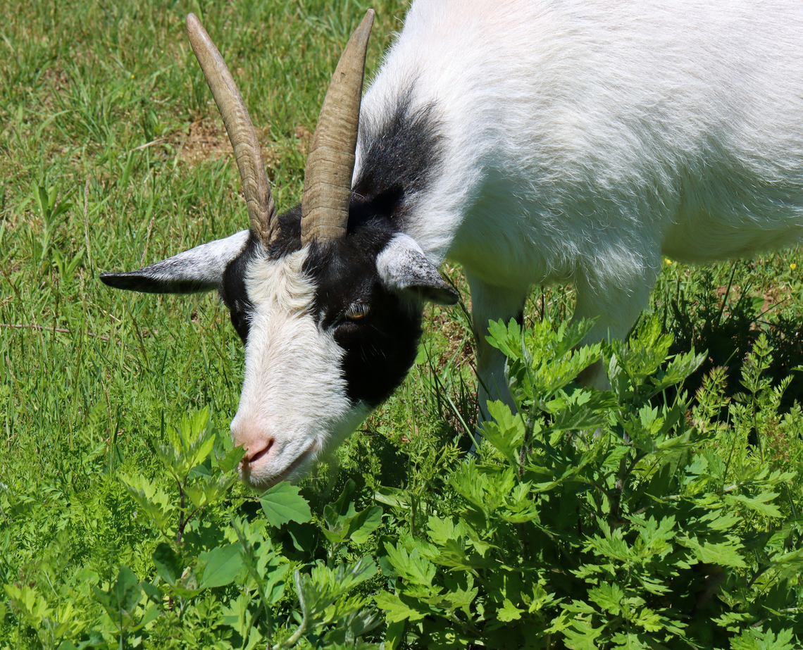 Goat - Capra aegagrus hircus I love visiting the friendly goats at our neighborhood farm. They love having their heads scratched.<br />
<br />
Fun fact: goats have bald, callused knees. They are born with hairy knees, but the hair wears off with time from all the kneeling that goats do.<br />
<br />
<figure class="photo"><a href="https://www.jungledragon.com/image/129290/goat_knees_-_capra_aegagrus_hircus.html" title="Goat Knees - Capra aegagrus hircus"><img src="https://s3.amazonaws.com/media.jungledragon.com/images/3232/129290_thumb.jpg?AWSAccessKeyId=05GMT0V3GWVNE7GGM1R2&Expires=1769040010&Signature=zPar05t7%2FNSVYq5tCJZHdXJOz2g%3D" width="200" height="174" alt="Goat Knees - Capra aegagrus hircus I love visiting the friendly goats at our neighborhood farm. They love having their heads scratched.<br />
<br />
Fun fact: goats have bald, callused knees. They are born with hairy knees, but the hair wears off with time from all the kneeling that goats do.<br />
https://www.jungledragon.com/image/129291/goat_-_capra_aegagrus_hircus.html Capra aegagrus hircus,Domestic Goat,Geotagged,Spring,United States" /></a></figure> Capra aegagrus hircus,Capra hircus,Domestic Goat,Domestic goat,Geotagged,Spring,United States,capra,goat