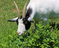 Goat - Capra aegagrus hircus I love visiting the friendly goats at our neighborhood farm. They love having their heads scratched.<br />
<br />
Fun fact: goats have bald, callused knees. They are born with hairy knees, but the hair wears off with time from all the kneeling that goats do.<br />
<br />
https://www.jungledragon.com/image/129290/goat_knees_-_capra_aegagrus_hircus.html Capra aegagrus hircus,Capra hircus,Domestic Goat,Domestic goat,Geotagged,Spring,United States,capra,goat