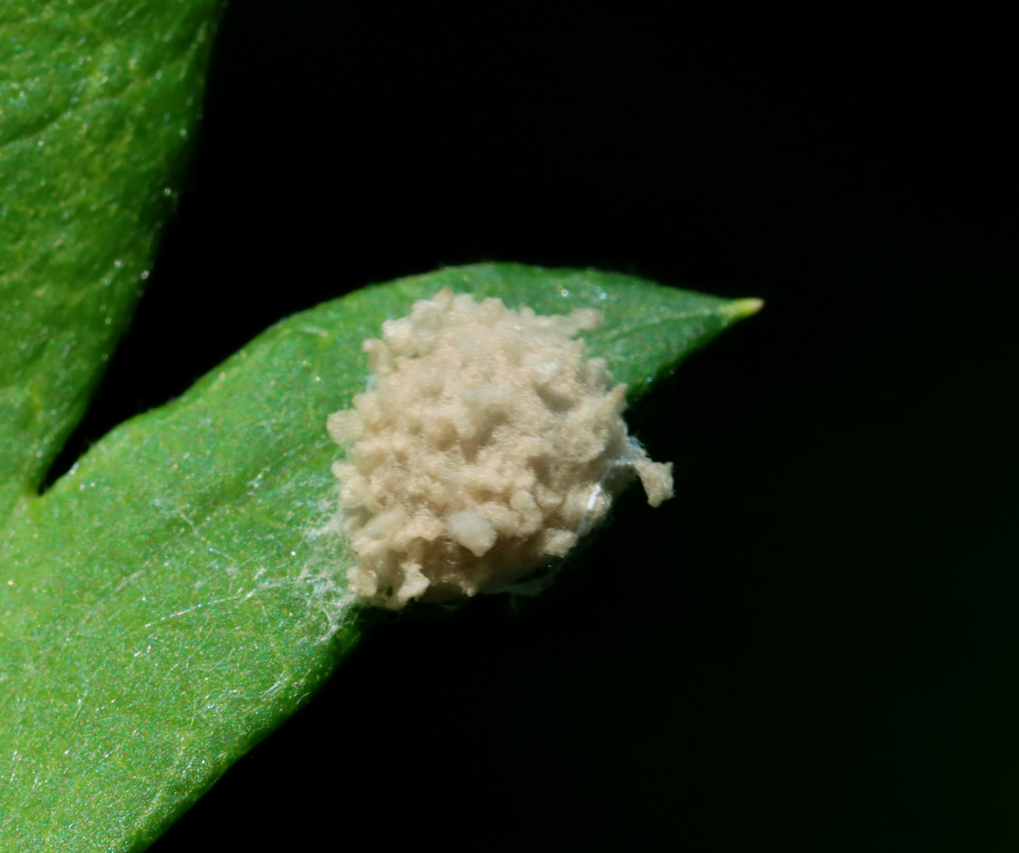 Spider Egg Sac Habitat: Stuck to a leaf; meadow Geotagged,Spring,United States,egg sac,eggs,silk spicules,spider egg sac