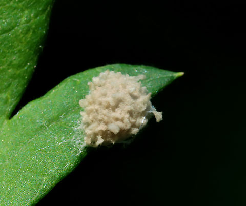 Spider Egg Sac Habitat: Stuck to a leaf; meadow Geotagged,Spring,United States,egg sac,eggs,silk spicules,spider egg sac