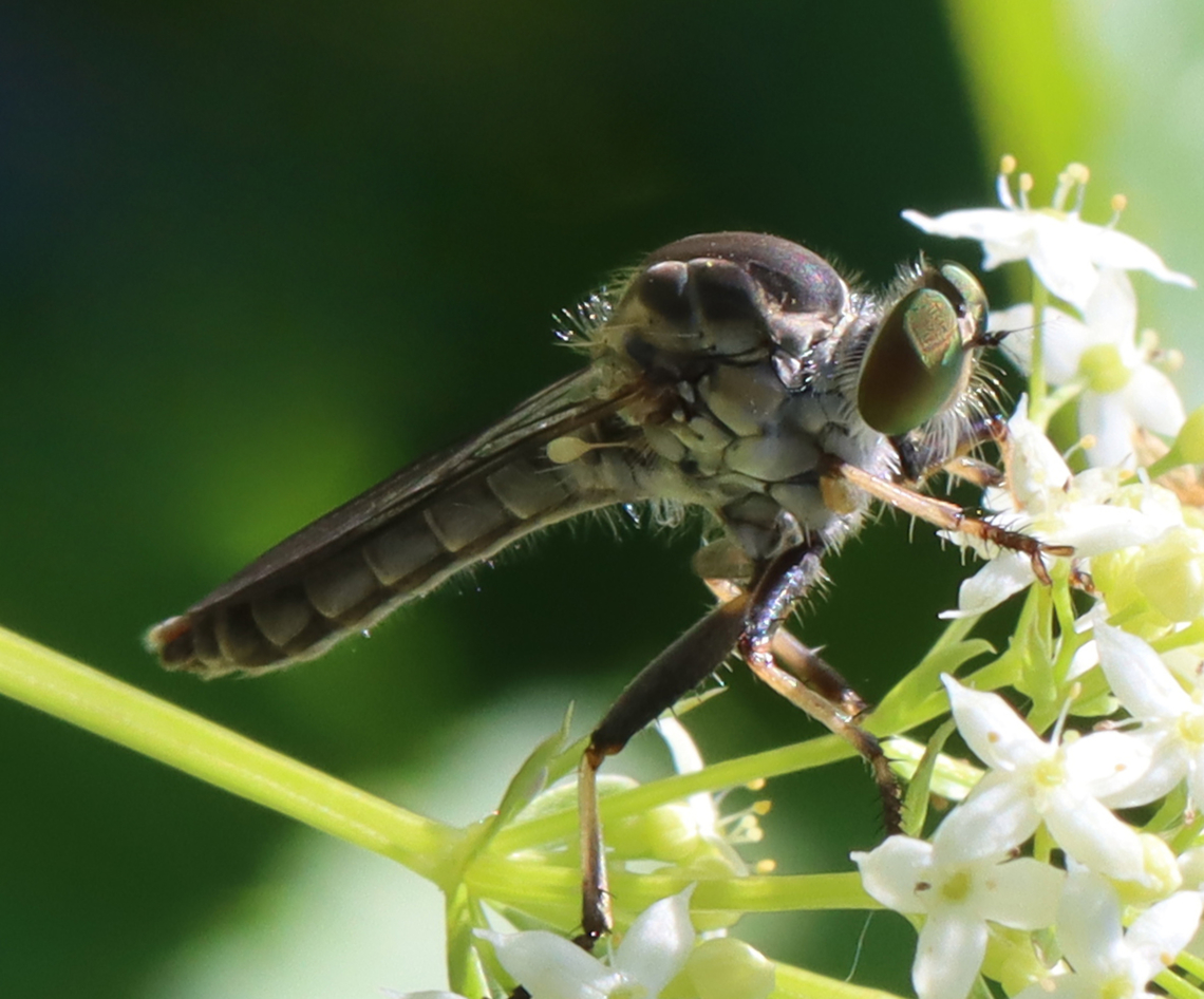Robber Fly - Ommatius tibialis IDed based on the striped leg pattern and plumose antennae.<br />
<br />
Habitat: Open meadow Geotagged,Ommatius,Ommatius tibialis,Spring,United States,asilidae,fly