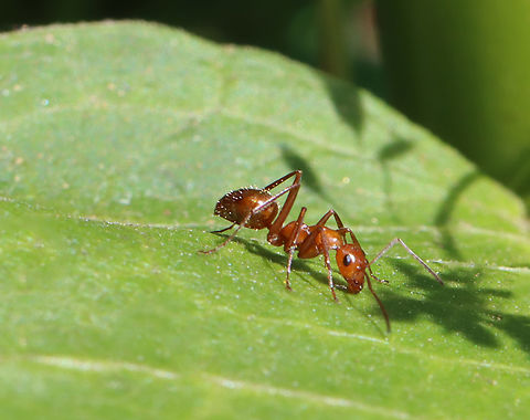 Field Ant - Formica pallidefulva *Tentative ID 

Differentiated from Formica incerta based on this individual's shiny, reddish brown color and the absence of pubescence on the thorax, but scattering of hairs on the gaster.

Habitat: Meadow Formica pallidefulva,Geotagged,Spring,United States,ant,formica