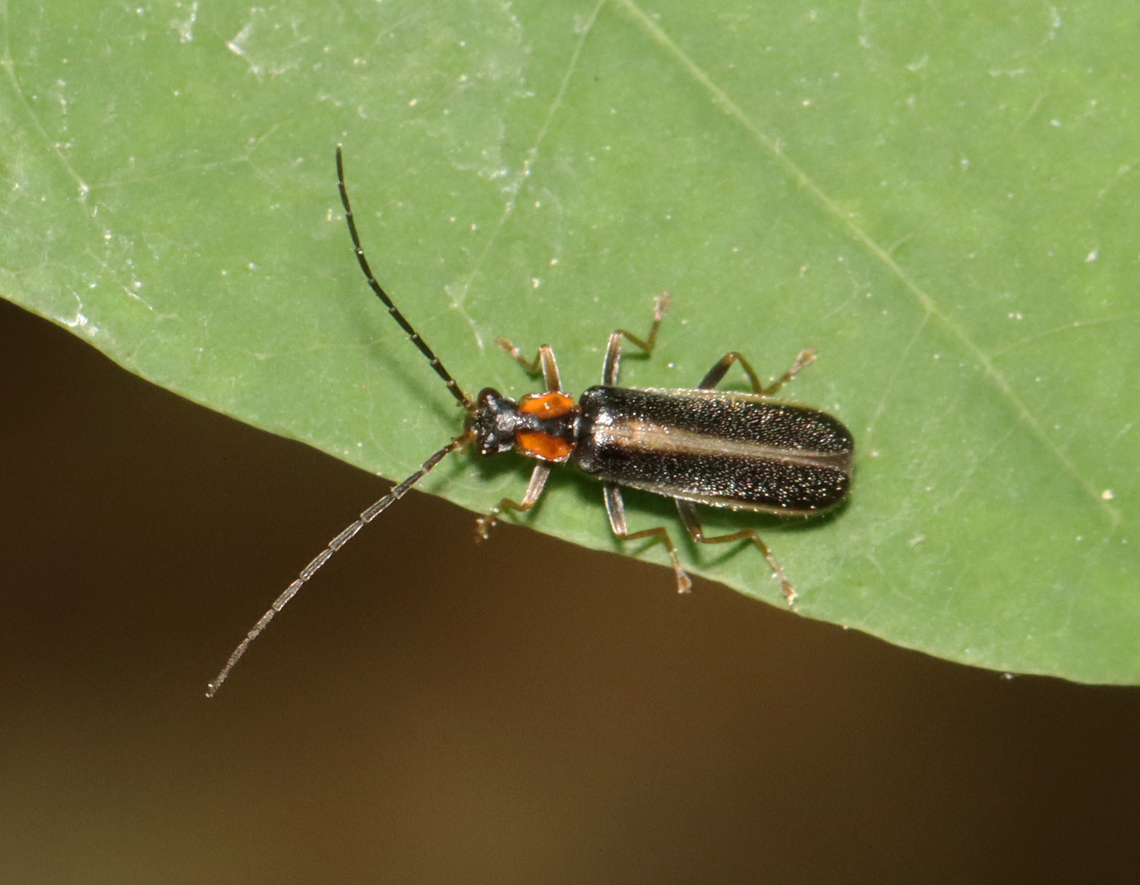 Soldier Beetle - Rhagonycha sp., maybe Rhagonycha cruralis Habitat: Meadow/forest edge Geotagged,Rhagonycha,Rhagonycha cruralis,Soldier Beetle,Spring,United States,beetle