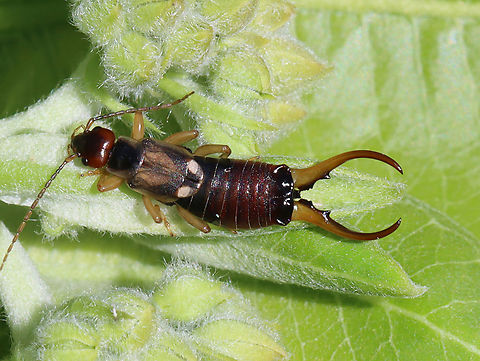 European Earwig - Forficula auricularia Habitat: Milkweed; meadow
https://www.jungledragon.com/image/129340/european_earwig_-_forficula_auricularia.html European earwig,Forficula,Forficula auricularia,Forficulidae,Geotagged,Spring,United States,earwig,male