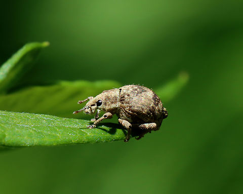 Two-banded Japanese Weevil - Pseudocneorhinus bifasciatus Habitat: Meadow Geotagged,Pseudocneorhinus,Pseudocneorhinus bifasciatus,Spring,Twobanded Japanese weevil,United States,beetle,broad-nosed weevil,curculionidae,weevil