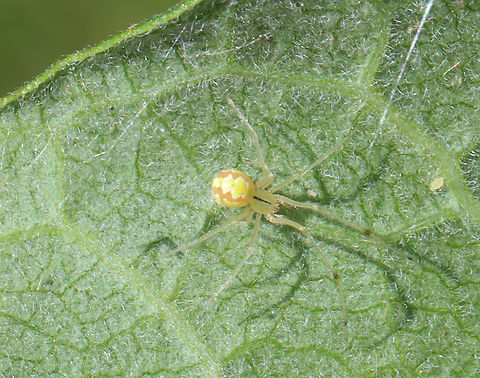 Cobweb Spider - Theridion albidum Habitat: Garden Geotagged,Spring,Theridiidae,Theridion albidum,United States,cobweb spider,spider,theridion