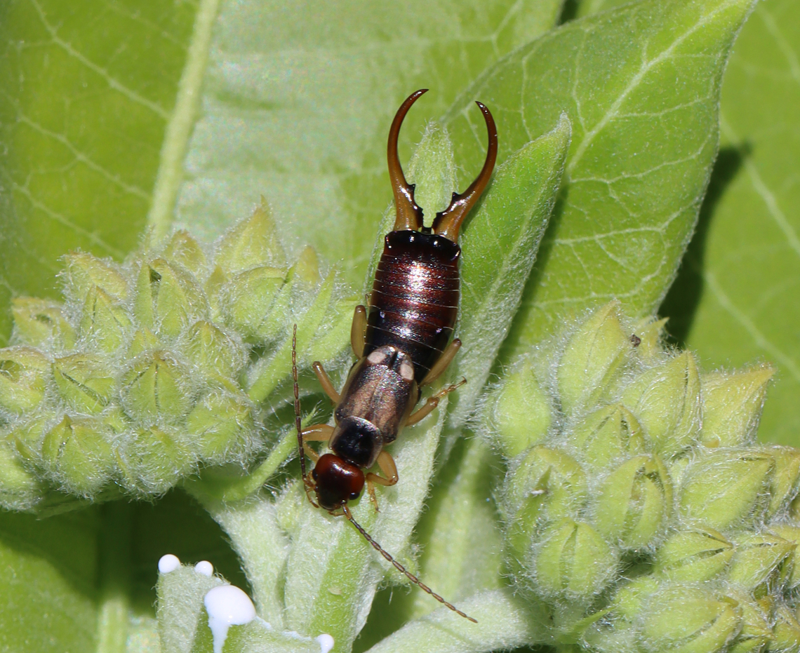 European Earwig - Forficula auricularia Habitat: Milkweed; meadow<br />
<figure class="photo"><a href="https://www.jungledragon.com/image/129337/european_earwig_-_forficula_auricularia.html" title="European Earwig - Forficula auricularia"><img src="https://s3.amazonaws.com/media.jungledragon.com/images/3232/129337_thumb.jpg?AWSAccessKeyId=05GMT0V3GWVNE7GGM1R2&Expires=1767225610&Signature=bbKzm2t2PcBldq6dy6e6LkAV4cM%3D" width="200" height="152" alt="European Earwig - Forficula auricularia Habitat: Milkweed; meadow<br />
https://www.jungledragon.com/image/129340/european_earwig_-_forficula_auricularia.html European earwig,Forficula,Forficula auricularia,Forficulidae,Geotagged,Spring,United States,earwig,male" /></a></figure> European earwig,Forficula auricularia,Geotagged,Spring,United States