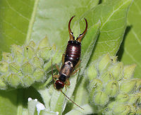 European Earwig - Forficula auricularia Habitat: Milkweed; meadow<br />
https://www.jungledragon.com/image/129337/european_earwig_-_forficula_auricularia.html European earwig,Forficula auricularia,Geotagged,Spring,United States