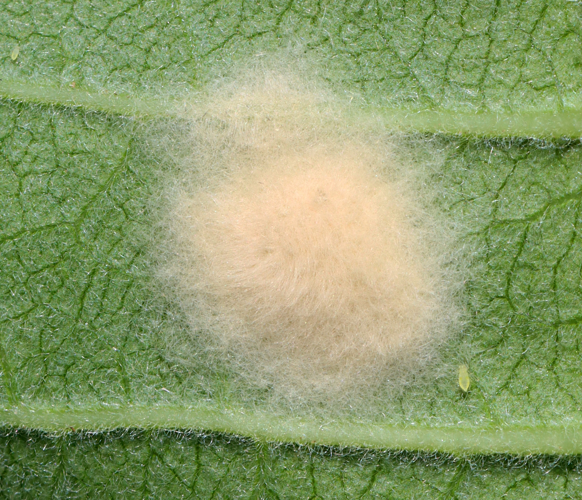 Spider's Egg Sac I&#039;m not sure whose egg sac this is -- maybe a crab spider (Thomisidae)?<br />
<br />
Habitat: On milkweed; meadow Geotagged,Spring,United States,egg sac,spider,spider egg sac,spider eggs