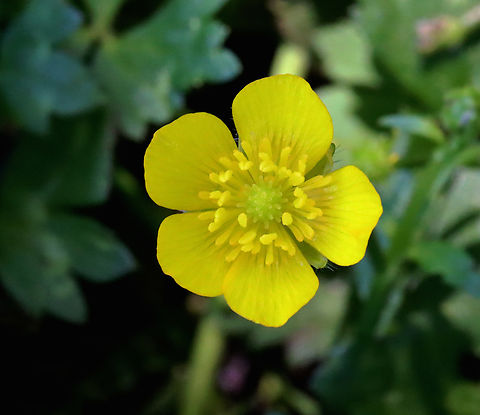 Buttercup - Ranunculus sp. Habitat: Meadow/forest edge  Geotagged,Ranunculus,Spring,United States,buttercup,yellow