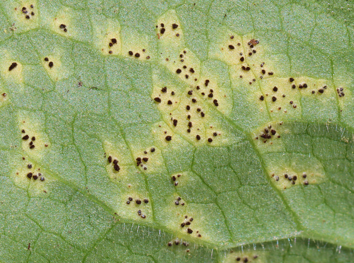 Mayapple Rust (Leaf Undersurface) - Allodus podophylli Habitat: On mayapple (Podophyllum peltatum) leaves in a garden Allodus podophylli,Geotagged,Mayapple Rust,Spring,United States,allodus,fungus,mayapple,rust