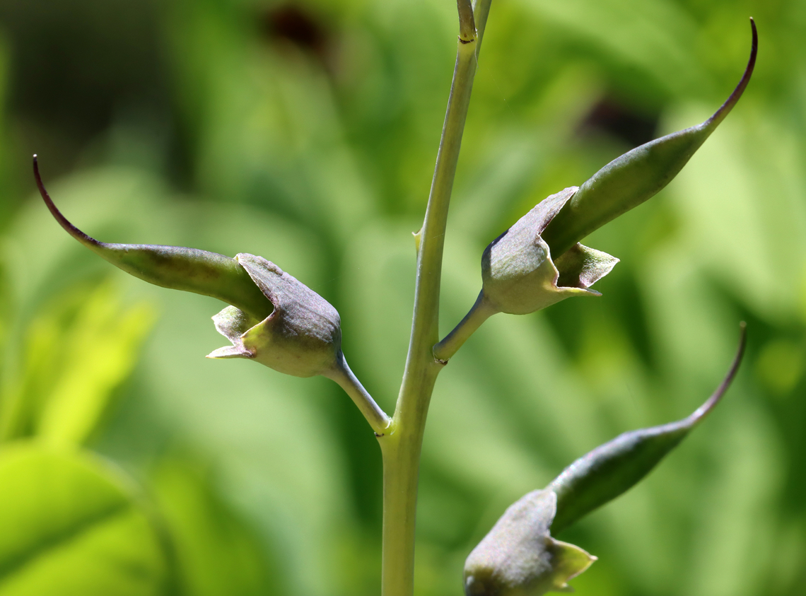 Blue Wild Indigo - Baptisia australia Habitat: Garden Baptisia,Baptisia australis,Blue wild indigo,Geotagged,Spring,United States