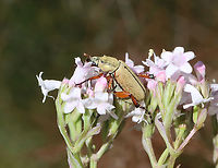 Rose Chafer - Macrodactylus subspinosus Habitat: Garden<br />
https://www.jungledragon.com/image/129357/rose_chafer_-_macrodactylus_subspinosus.html Geotagged,Macrodactylus subspinosus,Spring,United States