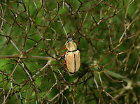 Rose Chafer - Macrodactylus subspinosus Habitat: Garden<br />
https://www.jungledragon.com/image/129356/rose_chafer_-_macrodactylus_subspinosus.html Geotagged,Macrodactylus,Macrodactylus subspinosus,Scarabaeidae,Spring,United States,beetle,chafer,rose chafer,scarab