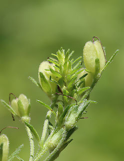 Speedwell - Veronica sp.? Habitat: Garden
https://www.jungledragon.com/image/129359/speedwell_-_veronica_sp.html Geotagged,Spring,United States