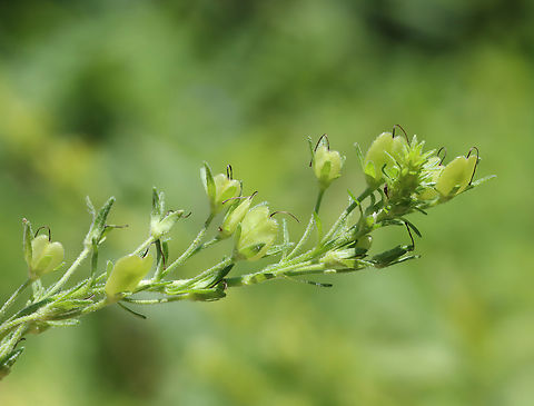 Speedwell - Veronica sp.? Habitat: Garden
https://www.jungledragon.com/image/129358/speedwell_-_veronica_sp.html Geotagged,Spring,United States,Veronica,speedwell
