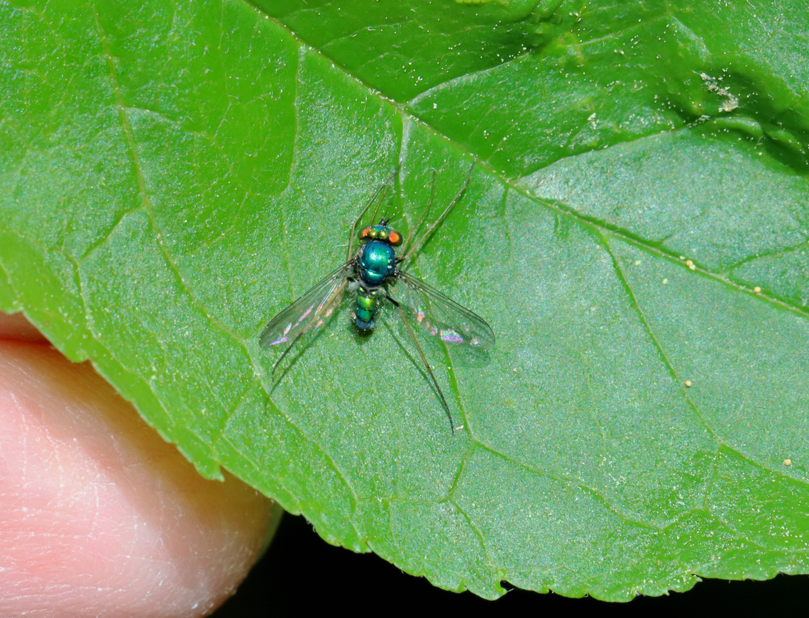 Longlegged Fly - Condylostylus comatus Complex This fly was dead and showing signs of a fungal infection. I wish I had taken more photos!<br />
<br />
Habitat: Deciduous forest Condylostylus,Condylostylus comatus,Condylostylus comatus group,Geotagged,Spring,United States,complex Condylostylus comatus,diptera,fly,longlegged fly