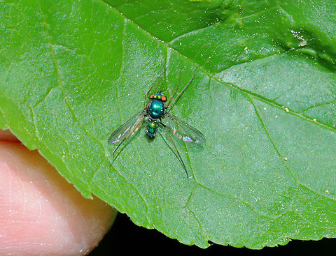 Longlegged Fly - Condylostylus comatus Complex This fly was dead and showing signs of a fungal infection. I wish I had taken more photos!

Habitat: Deciduous forest Condylostylus,Condylostylus comatus,Condylostylus comatus group,Geotagged,Spring,United States,complex Condylostylus comatus,diptera,fly,longlegged fly