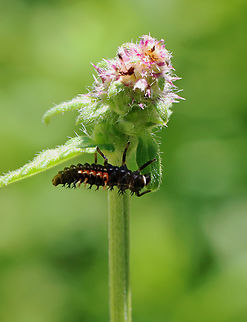 Multicolored Asian Lady Beetle Larva - Harmonia axyridis Habitat: Garden Geotagged,Harmonia,Harmonia axyridis,Multicolored Asian Lady Beetle,Spring,United States,beetle larva,coleoptera,ladybug,ladybug larva,larva