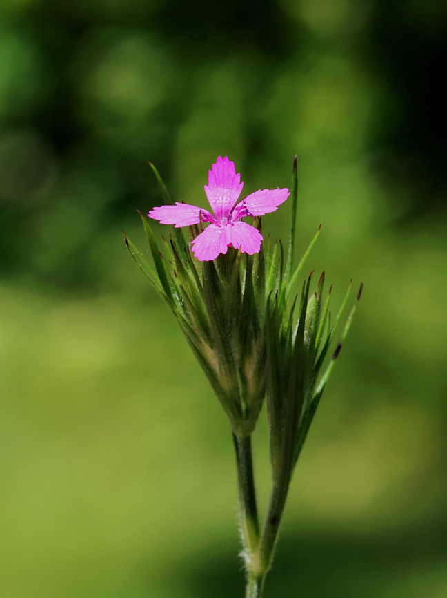 Deptford Pink - Dianthus armeria Bright pink flower with five petals that are produced in small clusters at the top of the stems.<br />
<br />
Habitat: Garden Deptford Pink,Dianthus,Dianthus armeria,Geotagged,Spring,United States