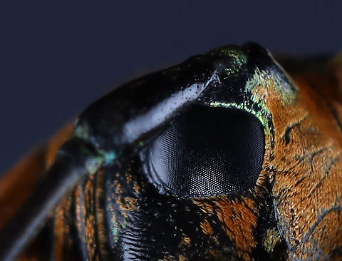 Longhorn Beetle - Sternotomis amabilis Bad lighting, I know. But, I wanted to show its face and eyes. I will redo this one at some point.

*Specimen; native to Africa

https://www.jungledragon.com/image/129485/longhorn_beetle_-_sternotomis_amabilis.html
https://www.jungledragon.com/image/129487/longhorn_beetle_-_sternotomis_amabilis.html
https://www.jungledragon.com/image/129486/longhorn_beetle_-_sternotomis_amabilis.html

 Geotagged,Sternotomis amabilis,United States,Winter