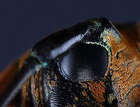 Longhorn Beetle - Sternotomis amabilis Bad lighting, I know. But, I wanted to show its face and eyes. I will redo this one at some point.<br />
<br />
*Specimen; native to Africa<br />
<br />
https://www.jungledragon.com/image/129485/longhorn_beetle_-_sternotomis_amabilis.html<br />
https://www.jungledragon.com/image/129487/longhorn_beetle_-_sternotomis_amabilis.html<br />
https://www.jungledragon.com/image/129486/longhorn_beetle_-_sternotomis_amabilis.html<br />
<br />
Geotagged,Sternotomis amabilis,United States,Winter